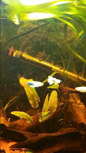 Adding Purigen by Seachem to my Filter #aquarium #freshwateraquarium