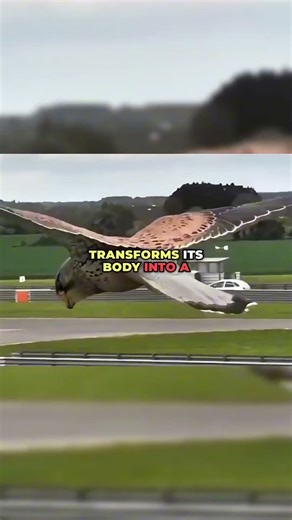Faster Than a Bullet: The Terrifying 180 MPH Strike of the Peregrine Falcon ⚡ #wildlife