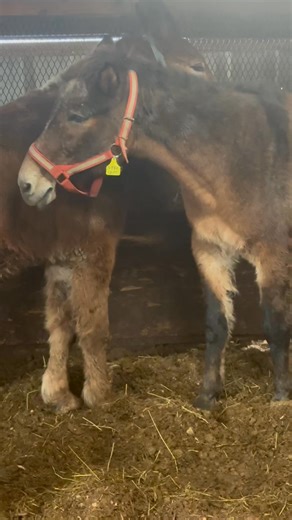 THE TRUCK IS COMING… And these mules have no idea they are about to be killed. They’re a bonded team. Together the last two decades. Comforting one another when faced with the horrors of the slaughter pipeline. There was no retirement waiting after they faithfully served and fed families. Just the cold cruel bang of a gavel as they were sold straight to slaughter. There are 16 horses still not safe and facing Canadian slaughter for human consumption. And donations have slowed to a trickle. It’s