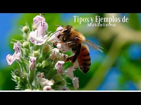 TIPOS DE MUTUALISMO y Ejemplos