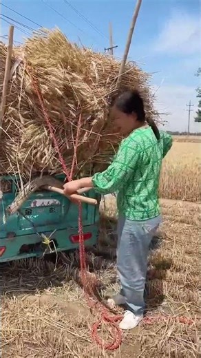 Clever fastening process of wheat ears using tying ropes