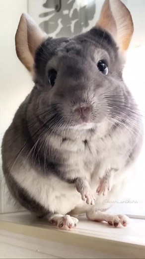 Cute Chinchilla Close-Up: Adorable Rodent Moments
