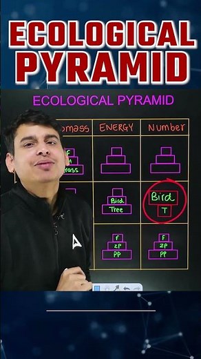 Ecological Pyramids in Ecosystem Class 12 #doctorsadda #ecologicalpyramid #neetbiology #biomass