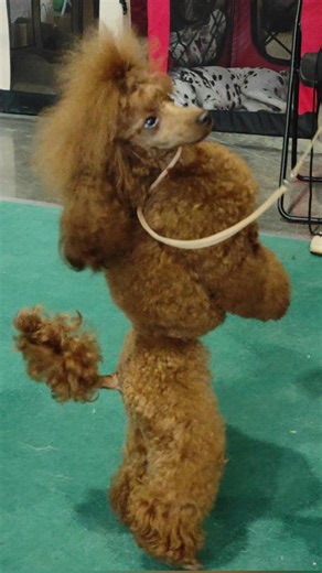 Poodle’s Amazing Trick — Watch Him Stand Up! #sorts #poodle #dog