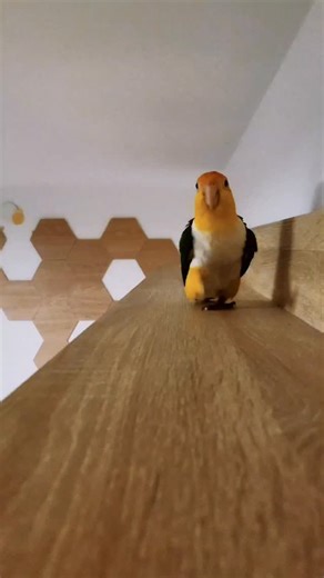 Lala&Dobby the caiques | Sassy caique parrot marching to its own beat! 🔥. . . . #pets #fyp #funny . . . . . ✨ Meet the White-Bellied Caique! ✨ Curious,... | Instagram