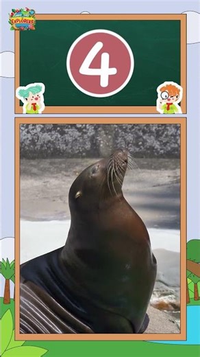 5 เรื่องที่น่าทึ่งเกี่ยวกับแมวน้ำ #shorts #animals #สัตว์โลกน่ารัก