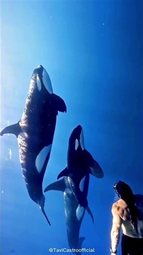 Orca The Ocean’s Smartest Apex Predator