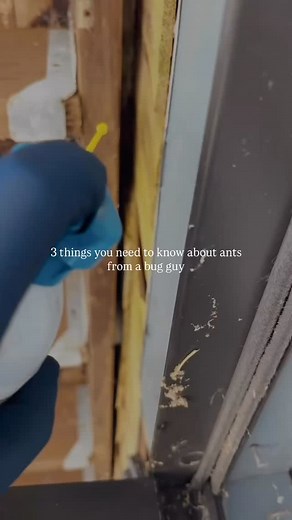 Let’s talk about ants — because once you see one, the rest aren’t far behind. Here are 3 things every homeowner needs to know: 1️⃣ If you see one… there are hundreds more nearby. That lone ant on your counter? It’s not lost — it’s a scout. Its job is to find food, then leave a chemical trail that leads the entire colony straight into your home. 2️⃣ DIY sprays don’t solve the real issue. Store-bought sprays only kill the ants you can see. The queen and thousands of workers stay hidden in walls, f