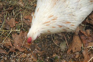How To Raise Mealworms For Feed, Fishing, Or Fun