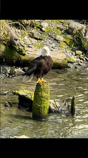 Beautiful Bald Eagle Stands in the River in Ketchikan, Alaska