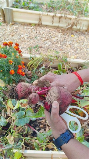 Bottle gourd & beetroot harvest time #vegetables #gardening #shorts
