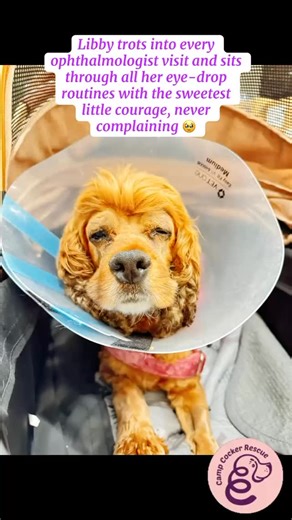 🥹 Libby was so brave for her cataract surgery and is now recovering. Libby is doing hard things with a sunny attitude! Libby is here to say thank you for believing that a major medical dog like her was worth saving. ❤️ Would you like to support Libby with a donation today? Donating is super easy at CampCocker.com Libby is emerging as one of our more expensive rescues (an FHO surgery, then a left knee surgery, then a right knee surgery and months of physical therapy). Libby wants to invite you j