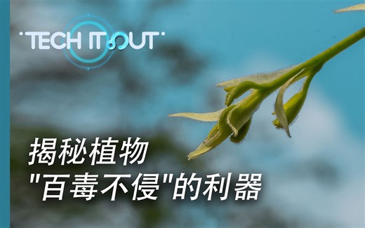 【原创 科普】植物如何抗病毒？