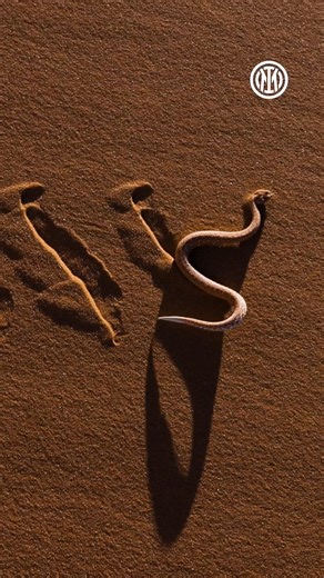 2.3K reactions · 64 shares | New stories, new adventures. Welcome to the latest season of New Brothers ⚫ Ready for departure with the World's Best Airline Qatar Airways 朗✈️ Nuove storie, nuove avventure. Tenetevi forte, parte la nuova stagione di New Brothers ⚫ Pronti per il decollo con Qatar Airways 朗✈️ #ForzaInter | Inter | Facebook