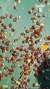 1.1M views · 7.1K reactions | One of the main weapons against Varroa mites, oxalic acid must be used in both of its states and accompanied by other treatments to prevent overtime resistance For full videos, check these channels: @ariciligadairhersey - YouTube @ПасекаШабалиных - YouTube @kotovoland - YouTube @hardbee - YouTube | OneQueen.ro | Facebook