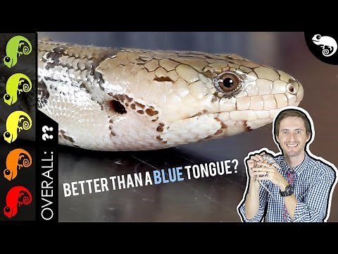 Pink Tongue Skink, Better Than A Blue Tongue?