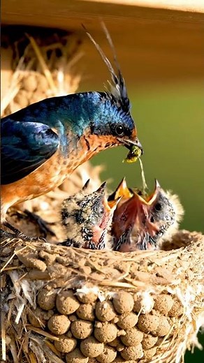 Top 25 Most Beautiful Birds in the World