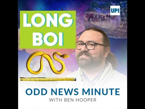 12-foot python caught in South Carolina, double-mistaken identity