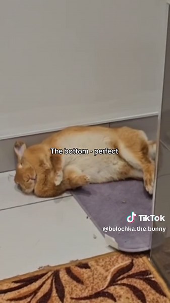 The Perfect Bunny: A Visual Delight