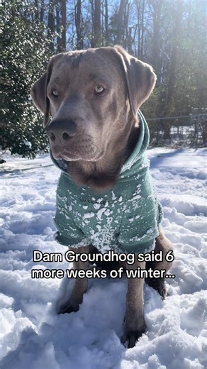 Does your dog prefer snow or swimming? 😆 #dogsoftiktok