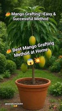 How to Graft a Mango Tree - Best Techniques for High Success!