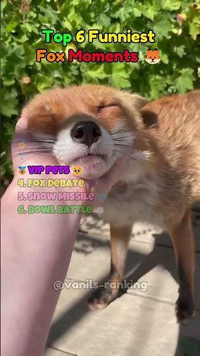 Top 6 Funniest Fox Moments 🦊