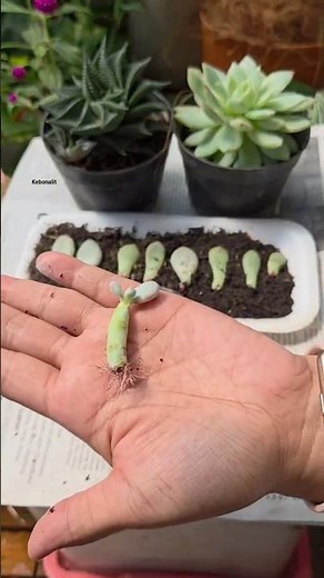 How to propagate succulents easily! 🪴