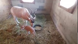 10K views · 664 reactions | Our zookeeping staff is proud to announce the arival of a new baby addax antelope! With the addax being critically endangered in the wild - they are native to the Sahara Desert of Africa - it's always a celebration when one is born at the park. And soon Lake Tobias Wildife Park will be opening - May 1st is opening day for the 2021 season! See ya' at the Zoo! | Lake Tobias Wildlife Park | Facebook