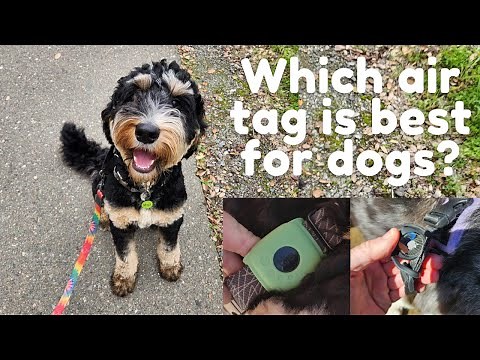 Which air tag is best for dogs?