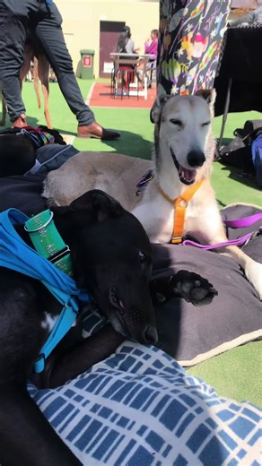 Find Olaf a Forever Home with This Heartwarming Story
