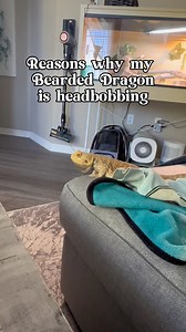 Funny reasons my bearded dragon is head bobbing. #headbob #beardie #funny #cutepets #reptiles #chuckthebeardeddragon | bougie_beardies