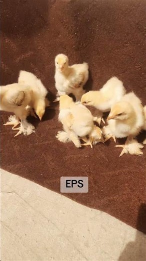 "Buff Colombian Brahma Chicks for Sale! 🐓 Healthy, active, & ready for their new home! 03024286960