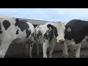 Turning cow manure into renewable natural gas