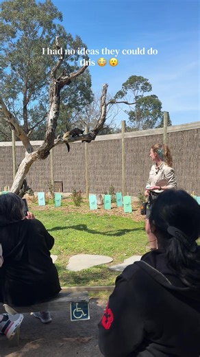 Amazing Animal Glide: What You Need to Know!