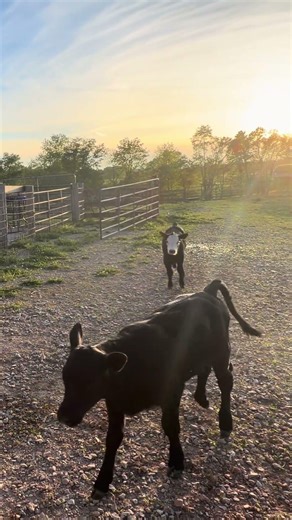 We Lost Their Mama… But Found Our Greatest Joy 🍼💔