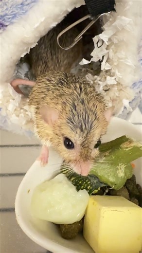 Tiny Gerbil Enjoying Jelly Time 🥹🍮