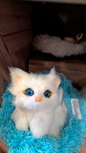 Explorer Channel on Reels