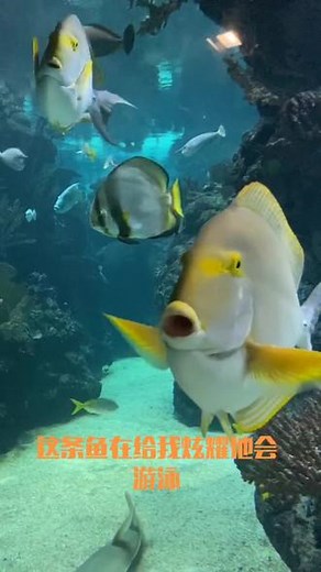 阿纳姆汉堡动物园真是体验感爆表！丛林区可以自己探险，一不小心掉水里的那种，海洋区神还原！#水族 #耗儿鱼 #海