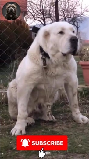 INCREDIBLE: Puppy TRANSFORMS Into COLOSSAL Dog 🔥 | #MegaMutts