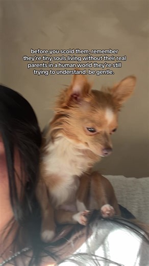 Understanding Your Chihuahua's Emotions