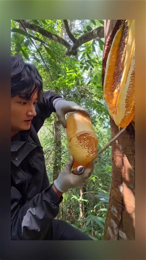 Golden honey dripping straight from nature 🍯✨#honey #rawhoney #purehoney #honeycomb #bees #beekeeper