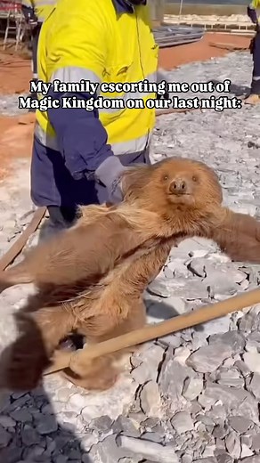 Kevin on Instagram: "A couple of things: 1. I don’t believe this beautiful sloth was hurt during the capture of this video. After doing some research, they were trying to help the sloth not get hurt or stuck on the work site. 🤷🏻‍♂️ 2. I love sloths. By far my favorite and maybe the funniest of all the creatures on earth. 🦥 3. I hate leaving Magic Kingdom on our last day of a family trip. 🏰 4. I love Happily Ever After 🎆 5. I do feel like I could fly home after seeing this night time spectac