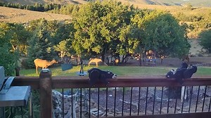 Some baby elk having fun with a sprinkler in the Yakima Valley. It's KIMA Tail Waggin' Wednesday. Send your photos (or video!) of your favorite furry friend to kimatv.com/chimein and we'll share one in our 5pm newscast! | KIMA Action News