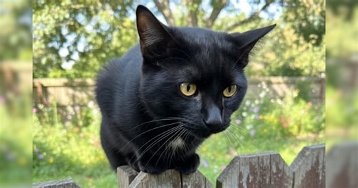 Thackery Binx — An enchanting boy searching for his forever family