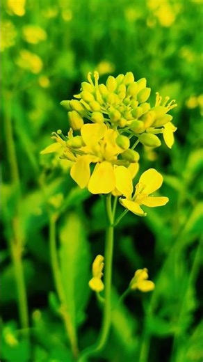 Yellow Mustard Flowers in Bloom. Peaceful Rural Scenery #villagelife #nature #flowers