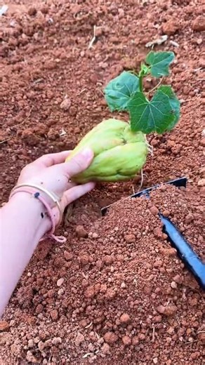 Planting Vegetable Pear Tutorial #agriculture #farming #shorts