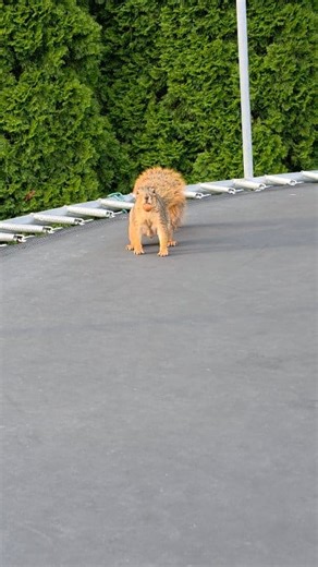 29K views · 1.5K reactions | Here's some raw squirrel footage to improve your Facebook feed! Enjoy. | Laura Porter | Facebook