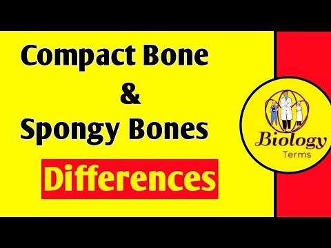 Compact bone and Spongy bone 🦴 Differences | Bone and Cartilage