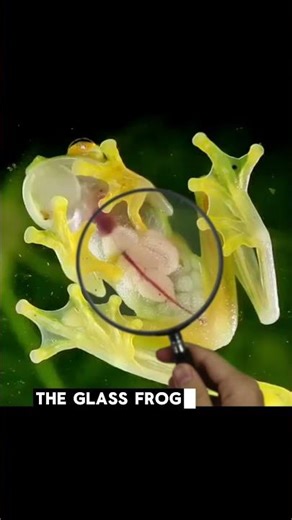 You Can See Inside This Frog?! 🐸👀 #Shorts #usa #usashorts #shortsusa #americanfacts