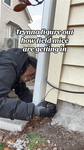 How to Keep Mice Away in Your Home This Winter